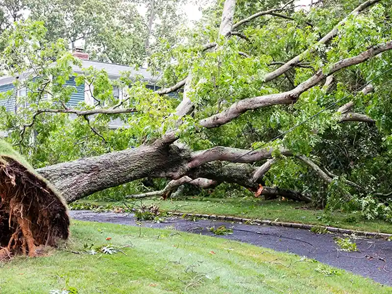 Large uprooted tree fallen across a driveway near a house.
